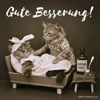 Ein fürsorglicher Katzenfreund sorgt sich um das Wohlbefinden seines Gefährten.