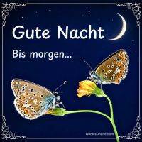 Nachthimmel mit Mondsichel, zwei Schmetterlinge auf Blüte und der Schriftzug „Gute Nacht, bis morgen“