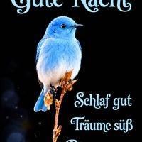 Blauer Vogel auf Zweig vor dunklem Hintergrund mit Gute-Nacht-Grüßen in hellblauer Schrift