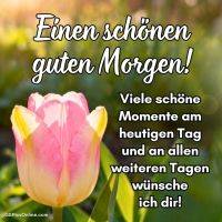Tulpe im Sonnenlicht vor unscharfem Grün mit Grußtext: „Einen schönen guten Morgen!“
