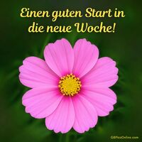 Ein leuchtendes Pink, das Zuversicht und Frische ausstrahlt.