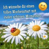 Gänseblümchen auf einer Wiese, Marienkäfer auf einer Blüte, Smiley vor blauem Himmel mit Text