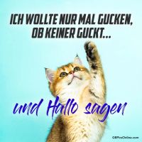 Ein neugieriger Kätzchen hebt die Pfote, als wollte es die Welt begrüßen.