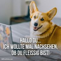 Ein fröhlicher Corgi überprüft, ob du auch wirklich arbeitest!