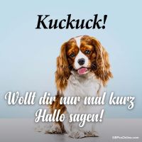 Ein freundlicher Blick und eine fröhliche Begrüßung, direkt von deinem vierbeinigen Freund!