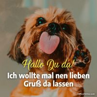 Ein fröhlicher Hund grüßt dich mit einem herzlichen Lächeln und einer winkenden Pfote.