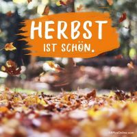 Ein Tanz der Blätter im goldenen Herbstlicht.