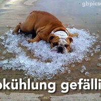 Ein Hund findet eine coole Lösung für einen heißen Tag.