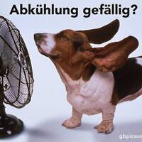 Der perfekte Sommergenuss: Ein kühler Wind für heiße Tage!