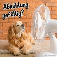 Ein Hund genießt die kühle Brise eines Ventilators an einem heißen Tag.