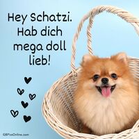 Ein entzückender Pomeranian grüßt fröhlich aus einem Korb, bereit, Herzen zu erobern.