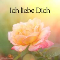 Sanft leuchtende Rose im Abendlicht, Symbol zarter, romantischer Gefühle.