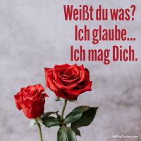 Zwei rote Rosen, perfekt symbolisieren tiefe Zuneigung und Bewunderung.