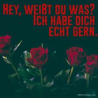 Rote Rosen im Dämmerlicht, ein Symbol tiefer Zuneigung und geheimnisvoller Schönheit.