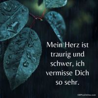 Regentropfen auf Blättern - ein Bild stiller Naturmelancholie.