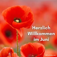 Lebendige Mohnblumen erwecken den Sommer zum Leben.