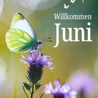 Ein Schmetterling begrüßt die warmen Tage des Frühsommers auf einer lila Blüte.
