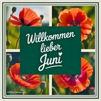 Leuchtende Mohnblumen begrüßen den sommerlichen Monat Juni mit ihrer vollen Pracht.