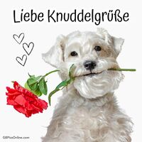 Ein süßer Vierbeiner sendet liebe Grüße mit einer Rose im Maul.