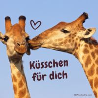 Zwei Giraffen teilen eine liebevolle Geste unter dem blauen Himmel.