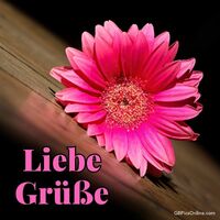 Ein strahlendes Pink bringt Naturglanz auf dunkles Holz.