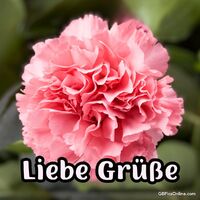 Ein Porträt zarter Schönheit: Diese prächtige rosa Nelke erblüht in voller Pracht.