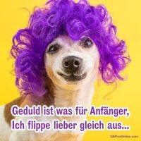 Hund mit lila Perücke und Text: „Geduld ist was für Anfänger, ich flippe lieber gleich aus.“