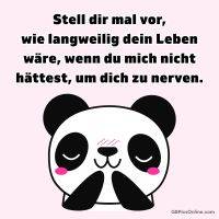 Niedlicher Panda mit rosigen Wangen auf rosa Hintergrund, darüber ein frecher Spruch