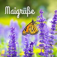 Ein Monarchfalter genießt die Nektarquellen eines blühenden Lavendelfeldes im sanften Frühlingslicht.