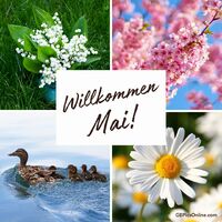 Feier des Frühlings: Blütenpracht, Entenfamilie und frische Blumen läuten den Mai willkommen.