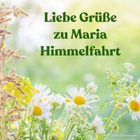 Ein blühendes Feld voller Sommerblumen, das die Schönheit und Frische der Natur einfängt.