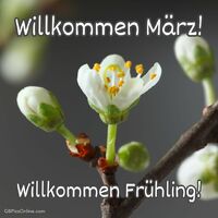 Die ersten Blütenknospen läuten sanft die Frühlingssaison ein.