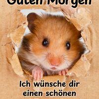 Guten Morgen...