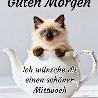 Kleine Katze mit blauen Augen sitzt in einer weißen Teekanne, dazu ein Morgengruß für Mittwoch