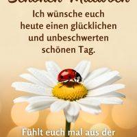 Marienkäfer auf weißer Margerite mit Tautropfen, dazu Mittwochsgruß auf warmem Hintergrund