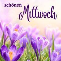Lila Krokusse im Gras mit Grußtext „Ich wünsch dir einen schönen Mittwoch.“