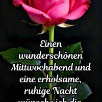 Rosa Rose vor schwarzem Hintergrund mit Grußtext für einen schönen Mittwochabend und eine ruhige Nacht