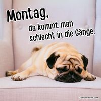 Ein Mops, der auf einer Couch schläft, zeigt perfekt, wie wir alle uns an einem Montagmorgen fühlen.