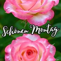 Zwei zartrosa Rosen mit Tautropfen schenken einen liebevollen Start in die neue Woche.