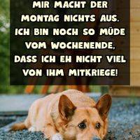 Müder Hund liegt am Boden; Spruch: Montag egal, zu müde vom Wochenende, um viel mitzukriegen