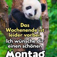 Panda klettert in einem Baum; Text wünscht einen schönen Montag, da das Wochenende vorbei ist