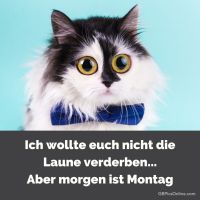 Ein süßer Kater in Fliege bereitet sich auf einen aufregenden Tag vor.