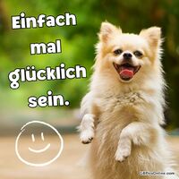 Ein flauschiger kleiner Hund strahlt fröhlich in die Kamera und verbreitet pure gute Laune.