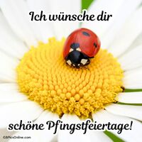 Ein Marienkäfer im Herzen der Natur genießt die Blütensonne.