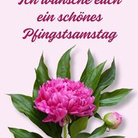 Eine strahlende Pfingstrose, die die Freude und Frische des Pfingstfestes symbolisiert.