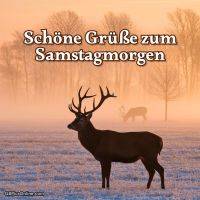 Hirsch im frostigen Feld bei Sonnenaufgang, Nebel und Bäume im Hintergrund, dazu „Schöne Grüße zum Samstagmorgen“