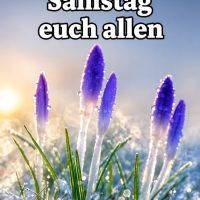 Lila Krokusknospen mit Raureif und Tautropfen im Morgenlicht, dazu Gruß zum Samstag