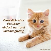 Ein kleiner Pelzfreund, bereit zu spielen und dein Herz zu erobern.