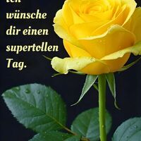 Gelbe Rose mit Tautropfen, ein leuchtender Gruß voller Wärme und Freundlichkeit.