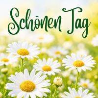 Grußtext über einem Feld mit weißen Gänseblümchen und gelben Blütenmitten im Sonnenschein